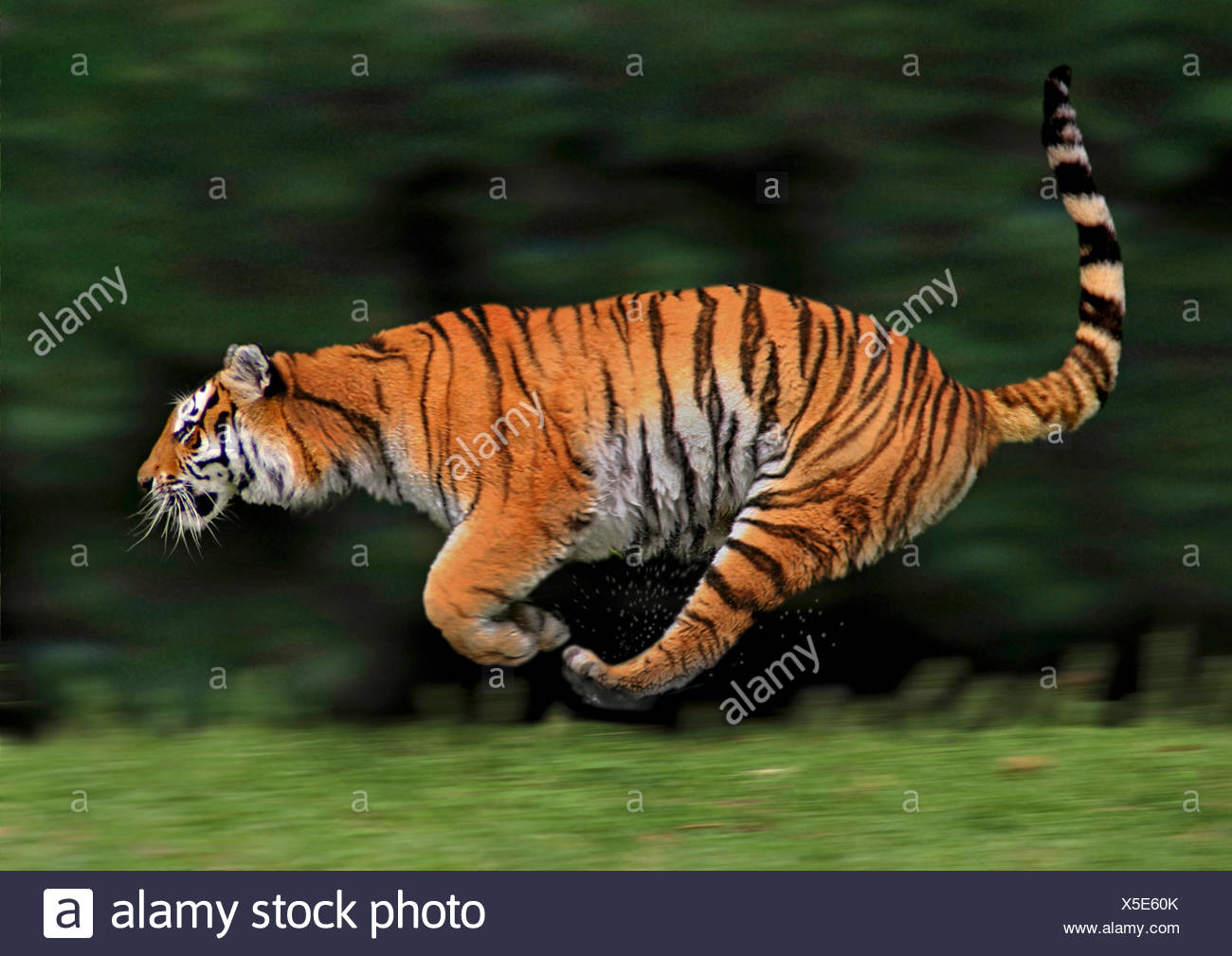 tiger (Panthera tigris), lateral running, action Stock Photo