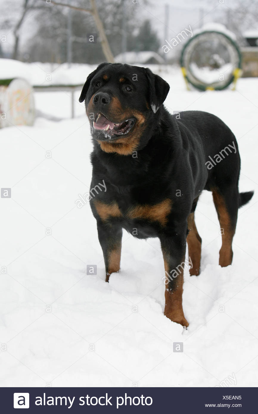 rottweiler in the snow