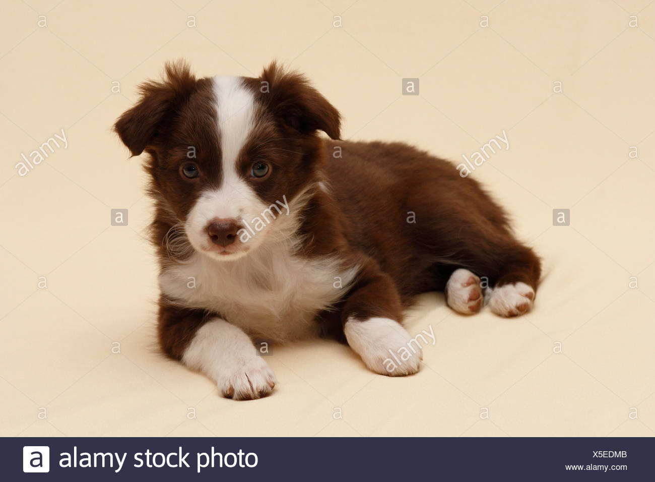 Miniature American Shepherd Also Miniature Australian Shepherd Puppy 7 Weeks Stock Photo Alamy