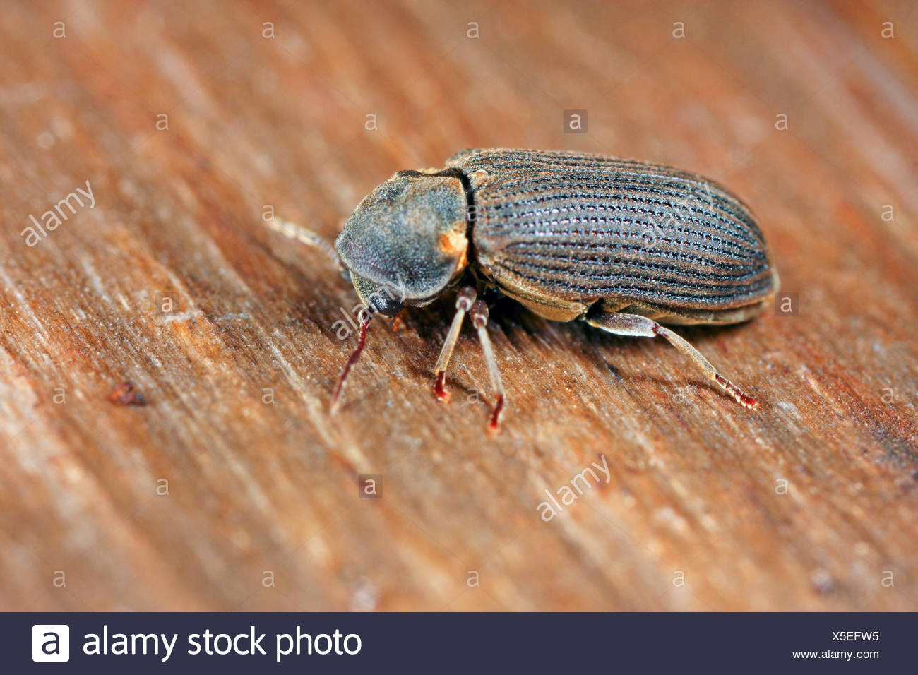 Woodworm Stock Photos Woodworm Stock Images Alamy