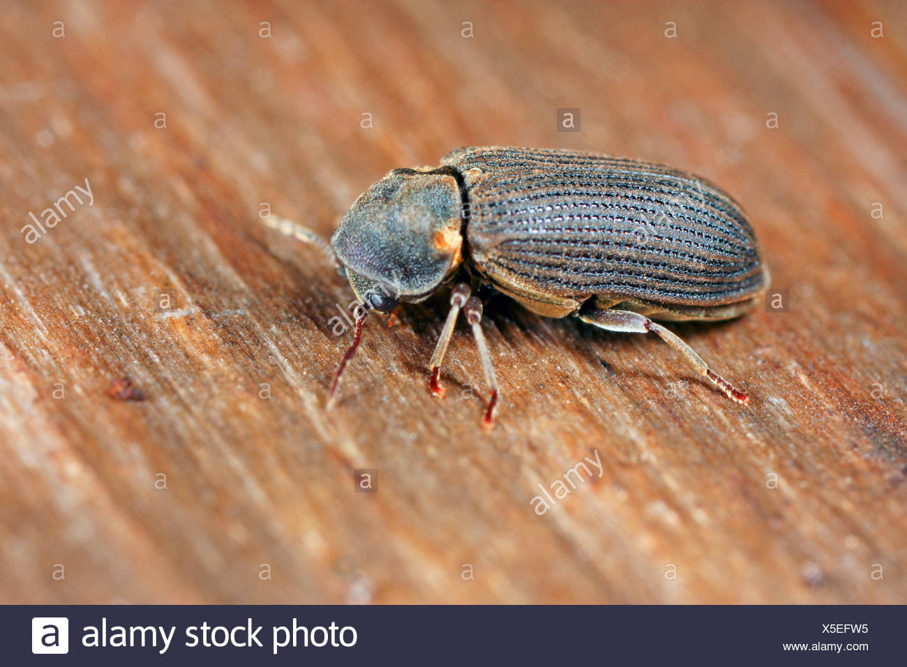 Furniture Beetle Woodworm Woodboring Beetle Anobium Spec