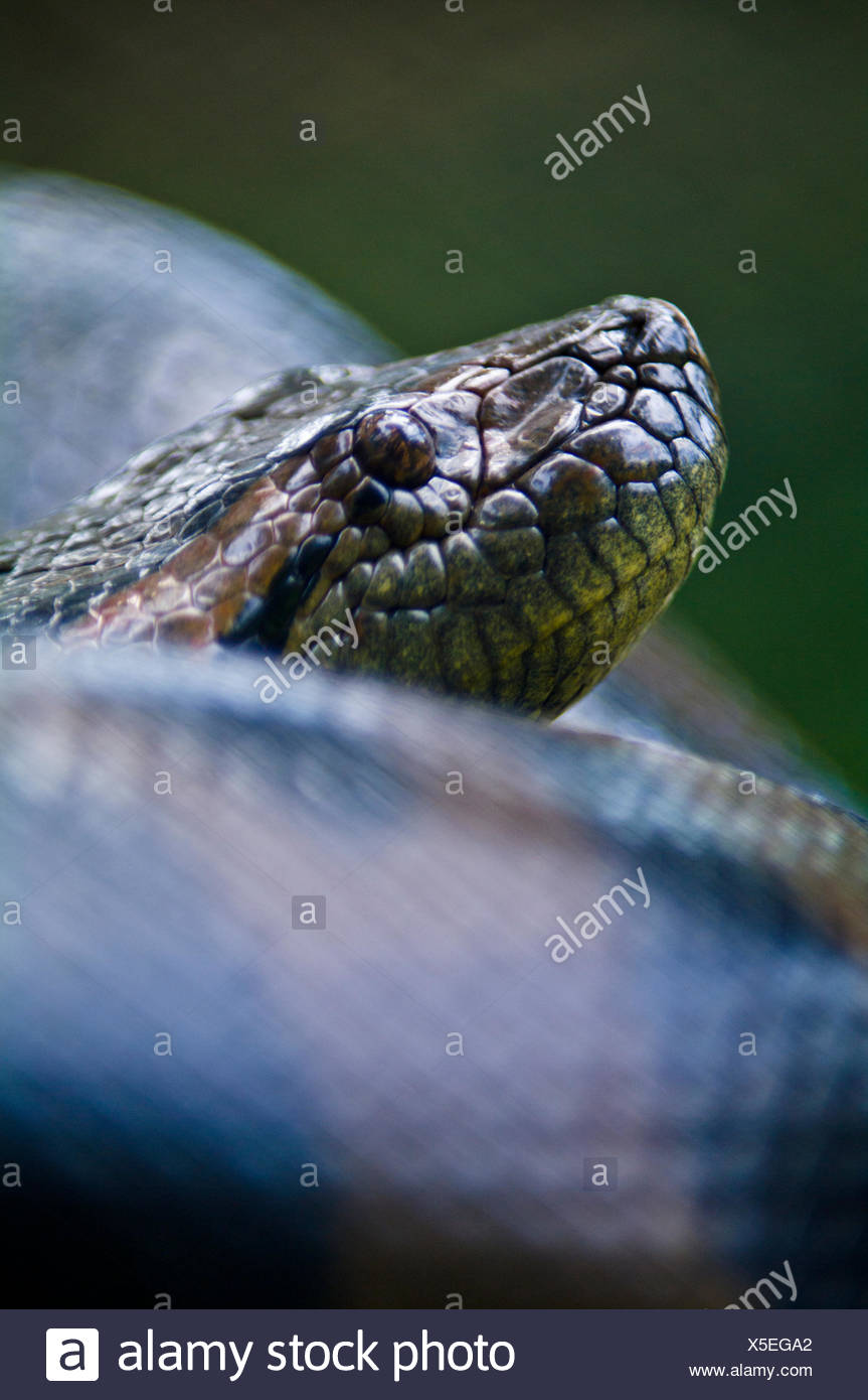 Green Anaconda Stock Photos & Green Anaconda Stock Images - Alamy