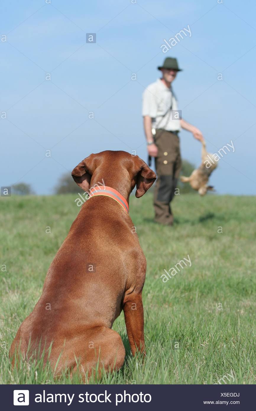 Dogs Hunting Rabbit Stock Photos & Dogs Hunting Rabbit Stock Images Alamy