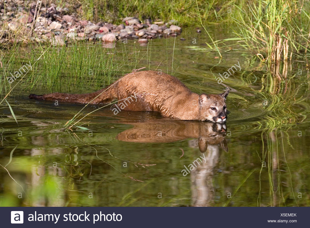 Swimming puma crossing a pond Stock 