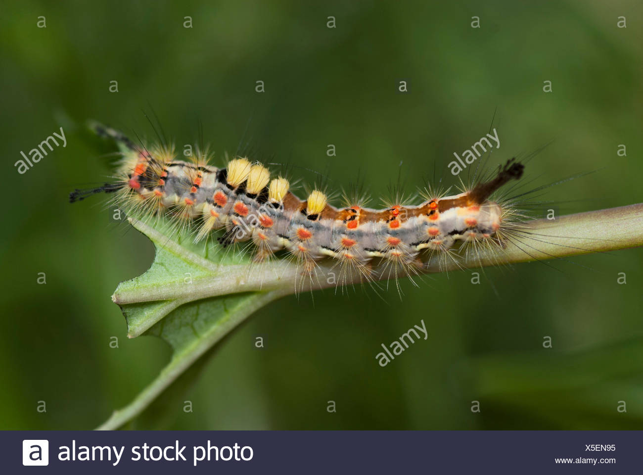 Vapourer Moth Caterpillar Orgyia Antiqua Feeding On Leaf