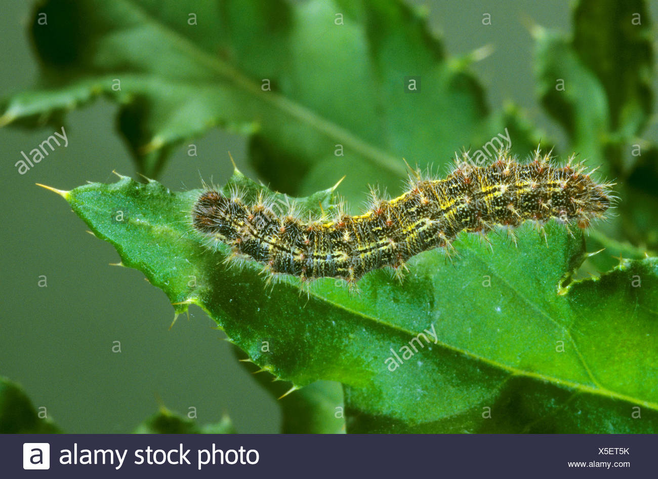 Painted Lady Caterpillar Scuttling On A Leaf High Resolution Stock