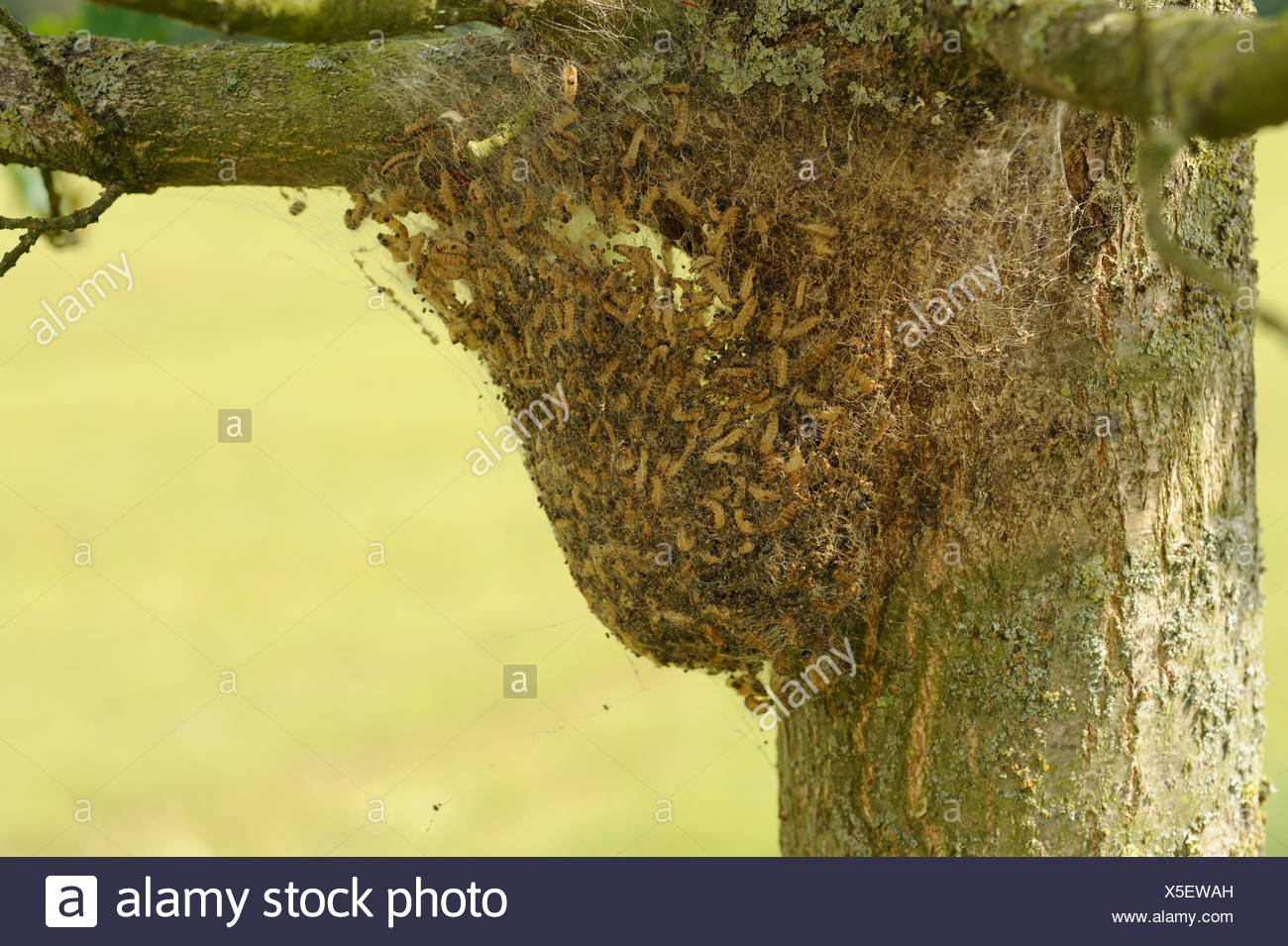 Hairy Caterpillar Nest High Resolution Stock Photography and Images - Alamy