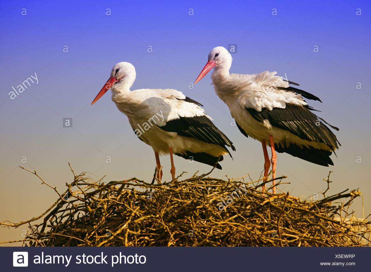 Storchennest Weißstörche Ciconia ciconia wildlife animals game-animals birds migratory birds waders Störche type of animal Stock Photo