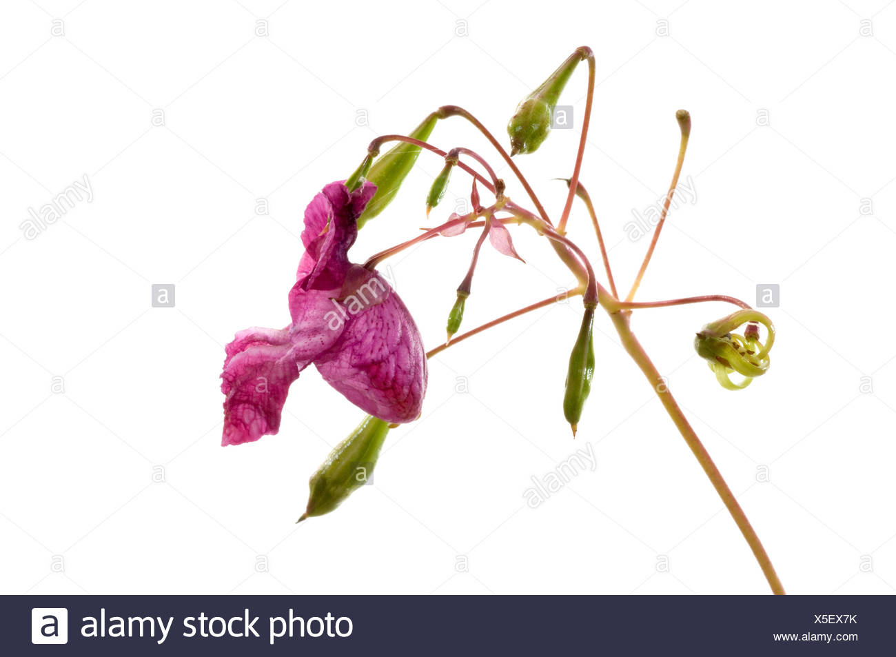 Indisches Springkraut / Himalayan Balsam Stock Photo