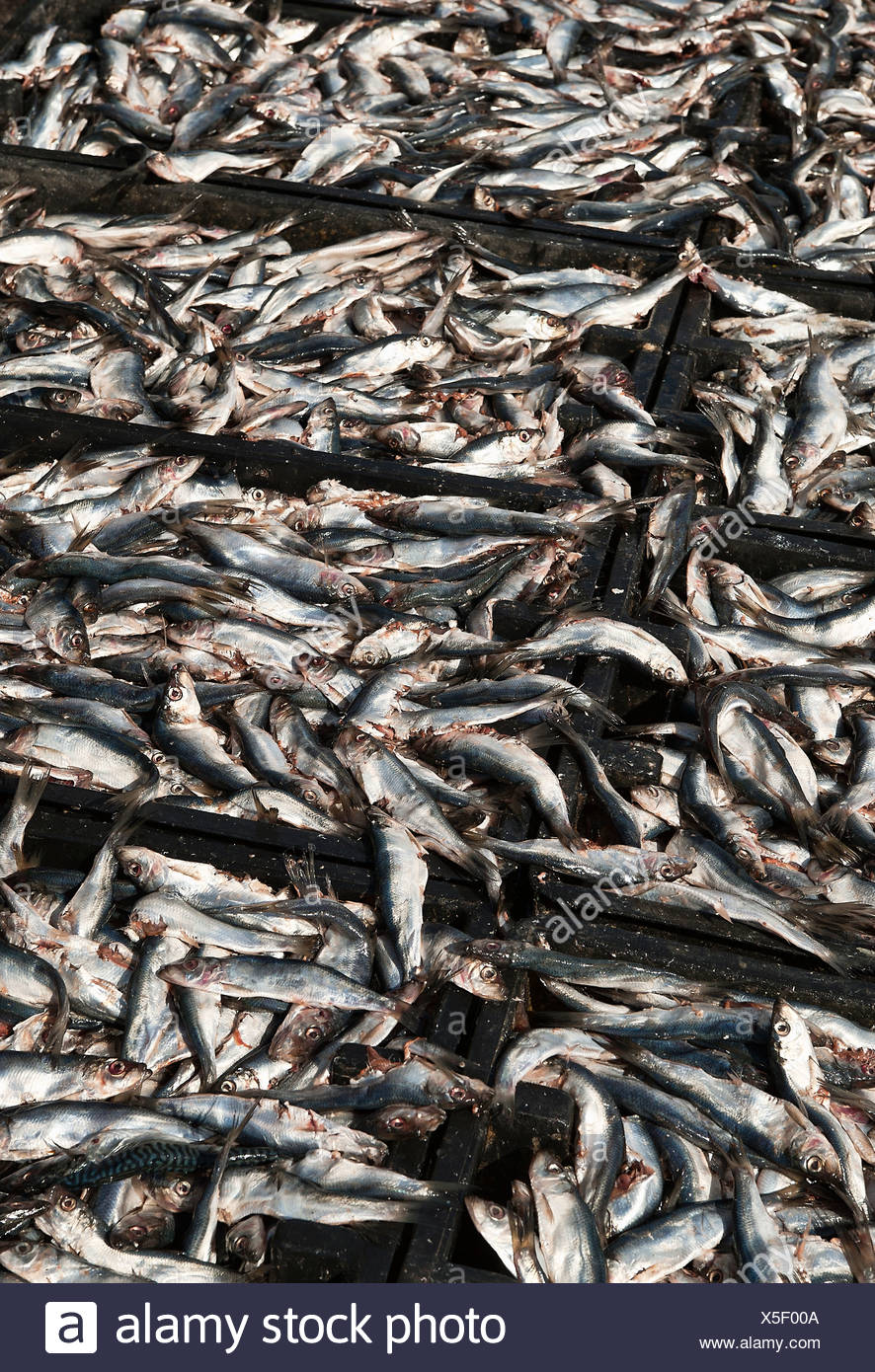 Catch Of Lobster High Resolution Stock Photography and Images Alamy