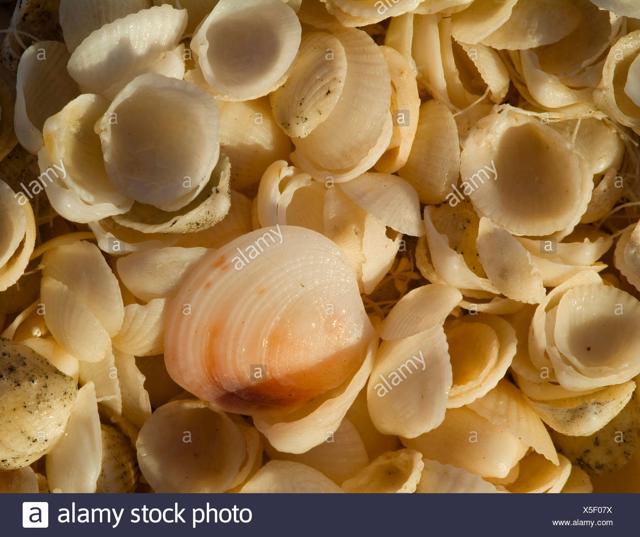 Australia Shells Seashells High Resolution Stock Photography and Images Alamy