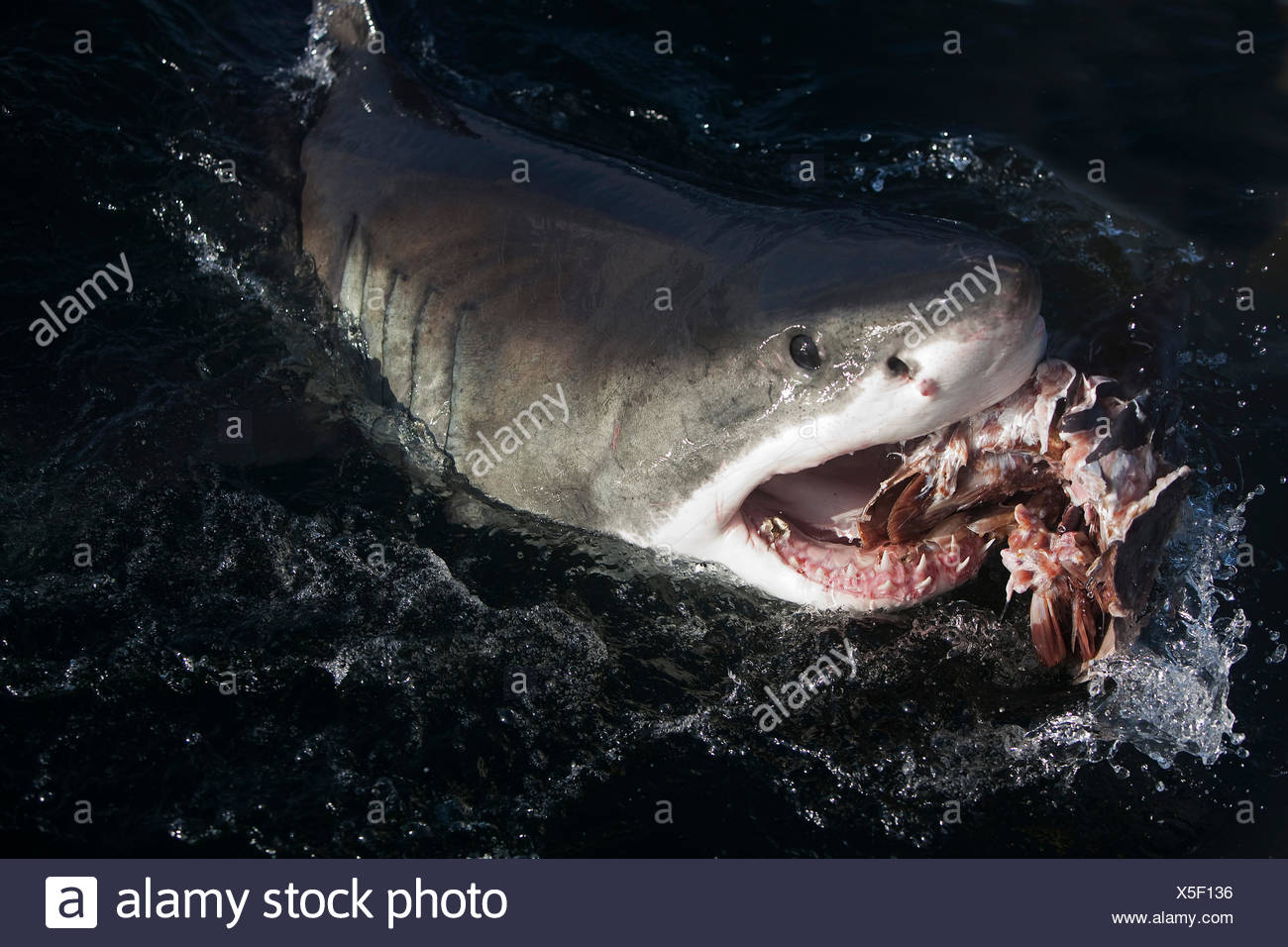 Great White Shark Eating Fish High Resolution Stock Photography and