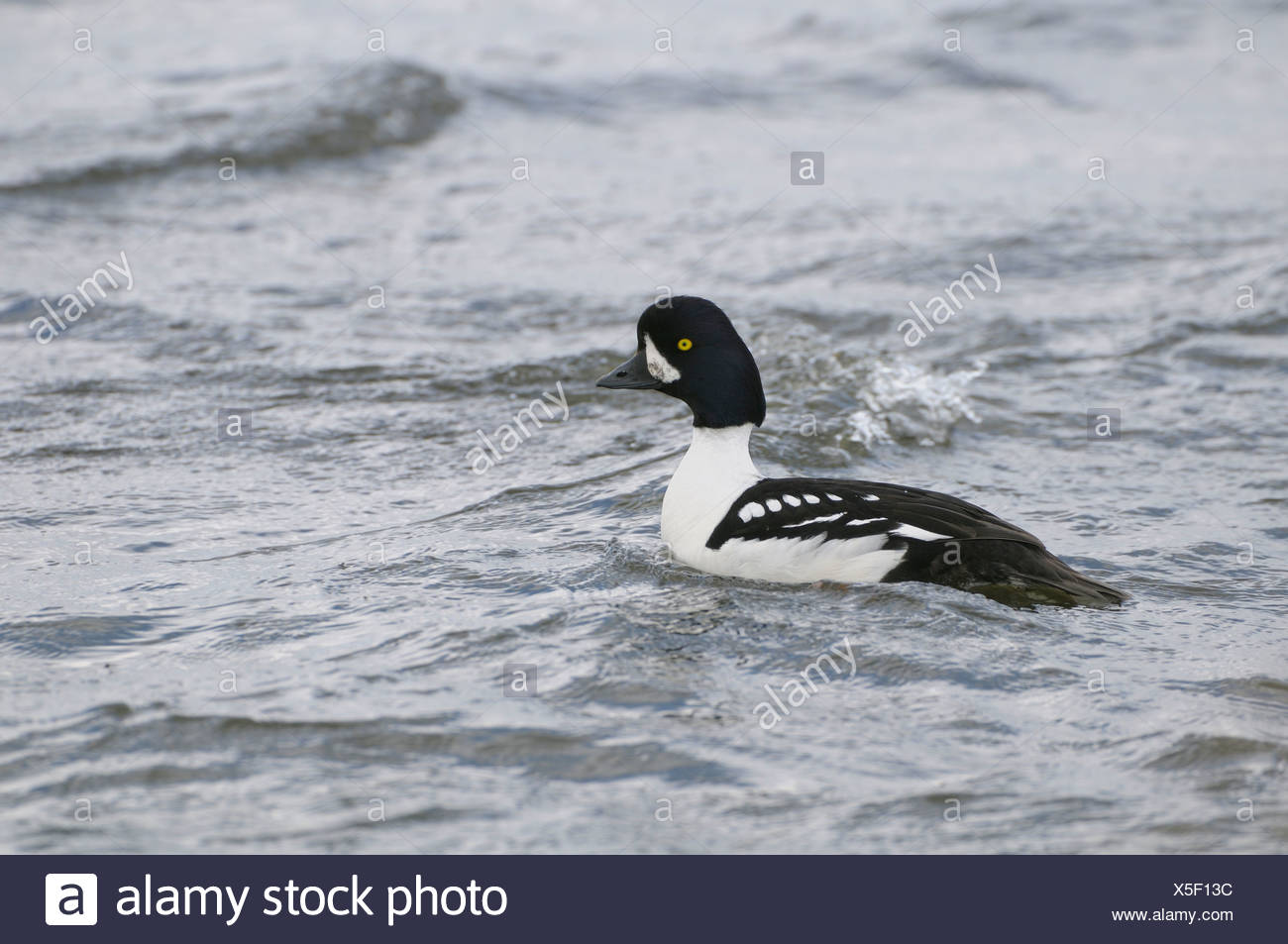 Zwemmende man IJslandse Brilduiker; Swimming male Barrow's Goldeneye Stock Photo