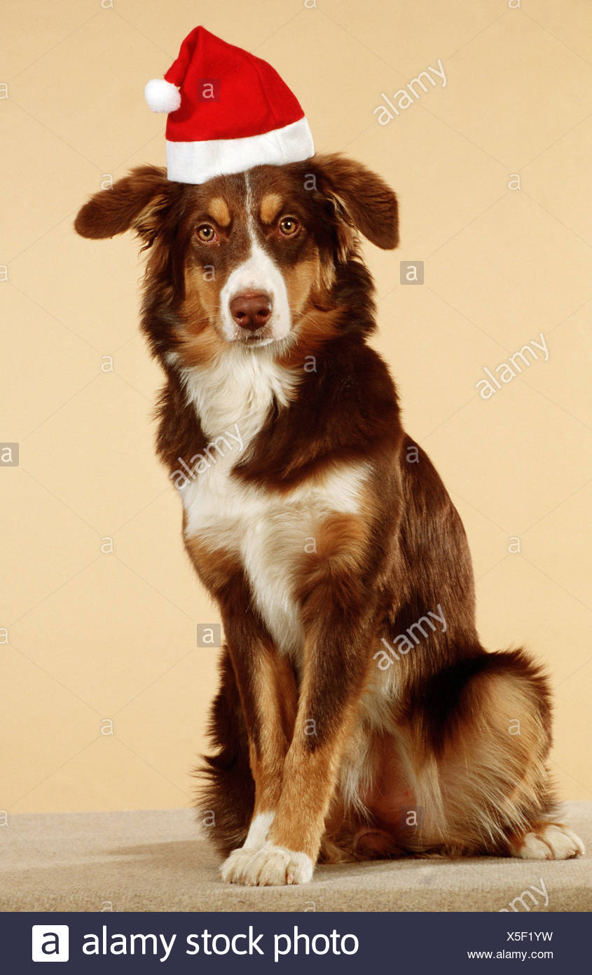 christmas australian shepherd