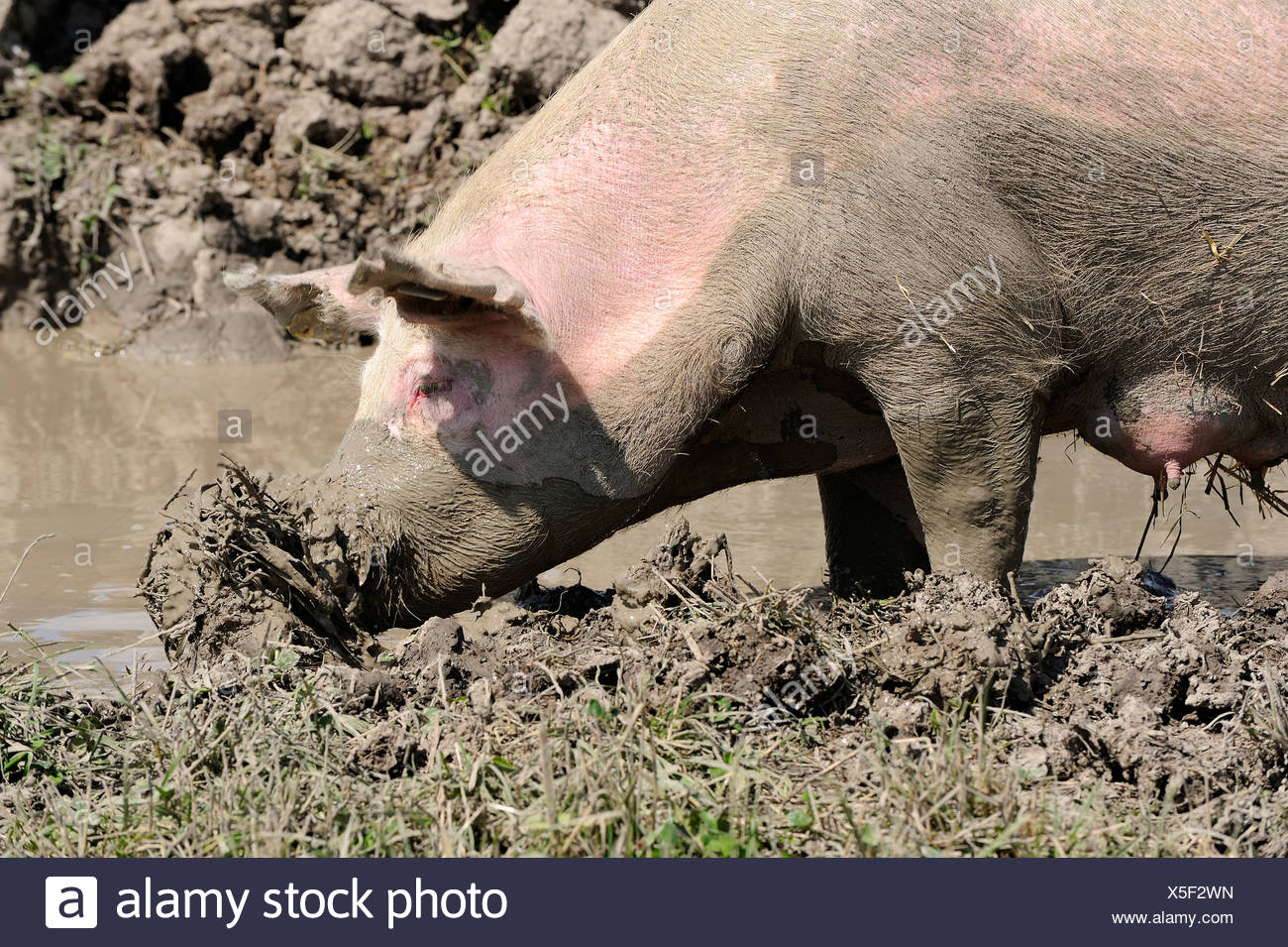 Pig Production High Resolution Stock Photography and Images - Alamy