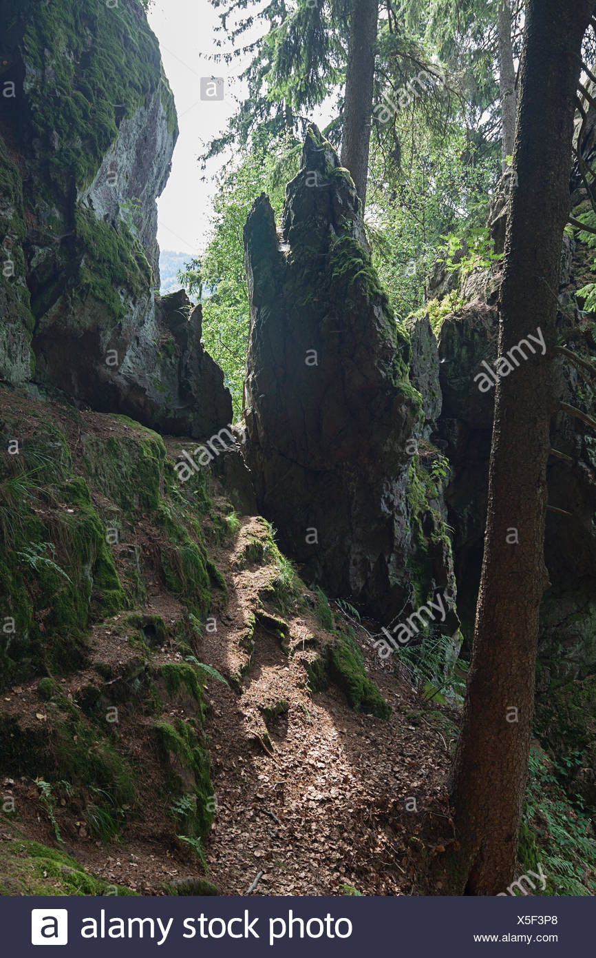 Tree Crevice High Resolution Stock Photography and Images - Alamy