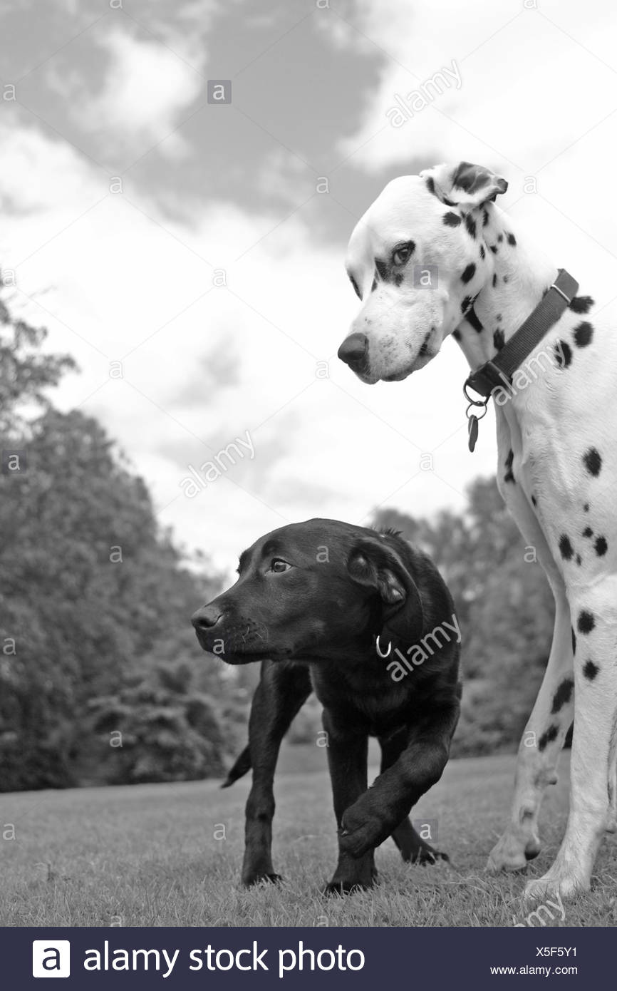 dalmatian lab puppies
