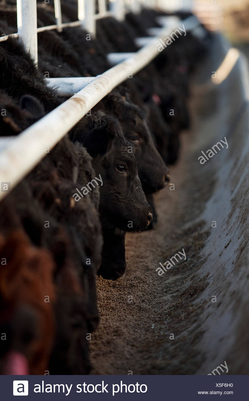 Angus Feeder Cattle Feeding On A Mixed Corn Ration From A Concrete