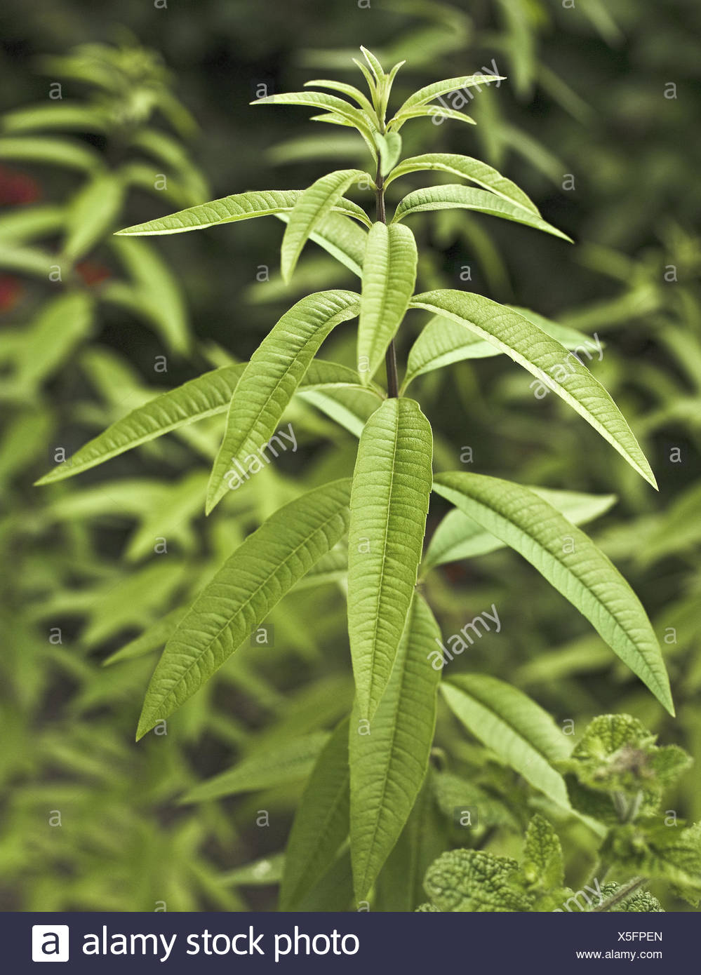 Aloysia Citrodora High Resolution Stock Photography And Images Alamy