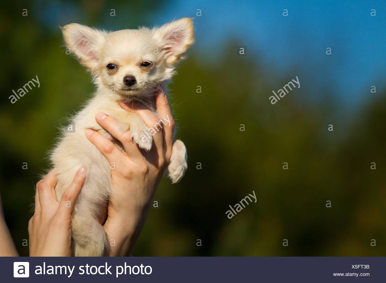 Longhaired Chihuahua Puppy Stock Photo 278787359 Alamy