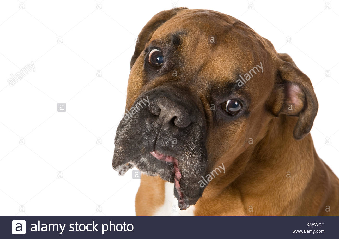 Boxer Dog Teeth Stock Photos & Boxer Dog Teeth Stock Images Alamy