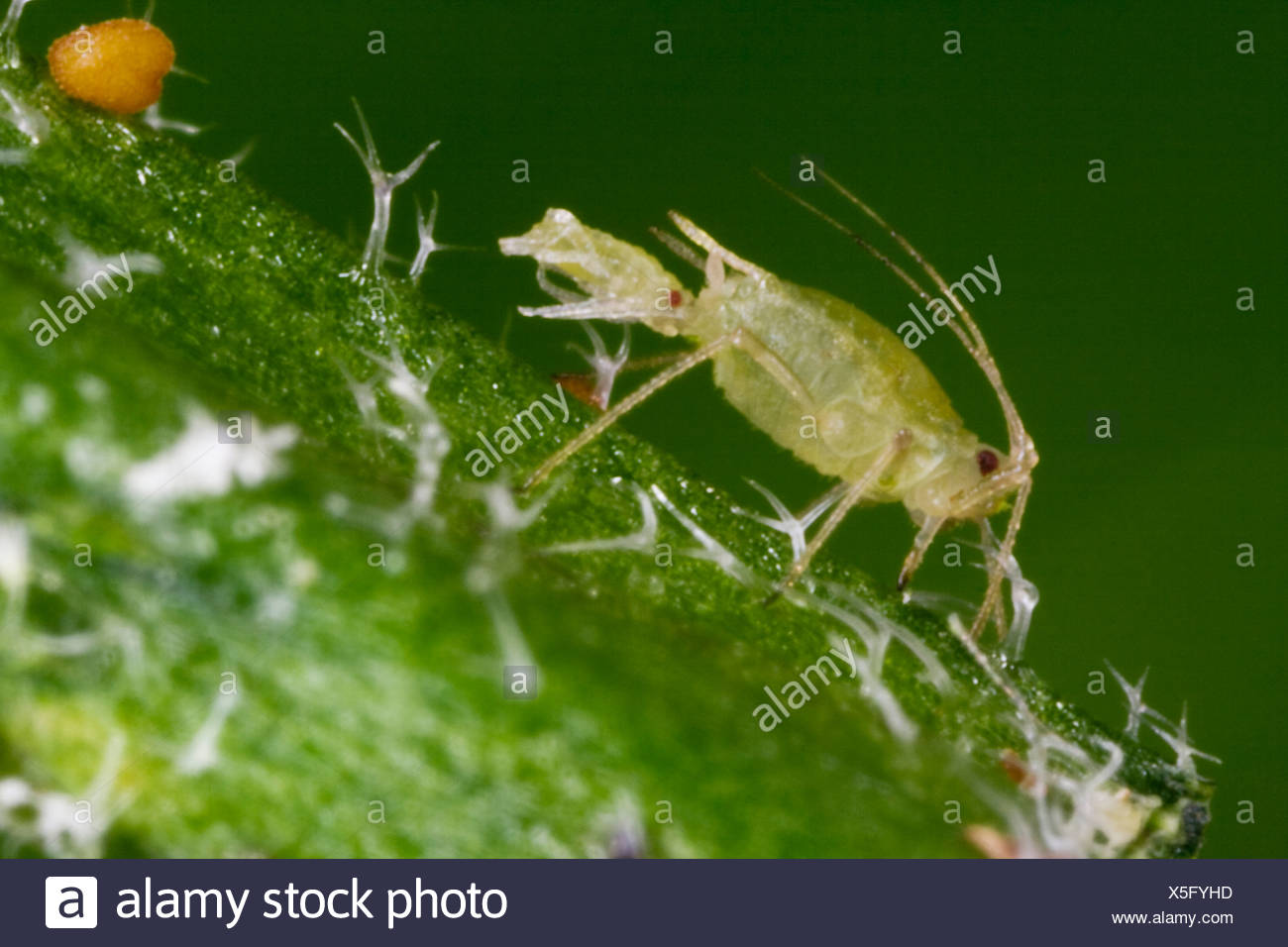 Green Peach Aphid High Resolution Stock Photography and Images Alamy