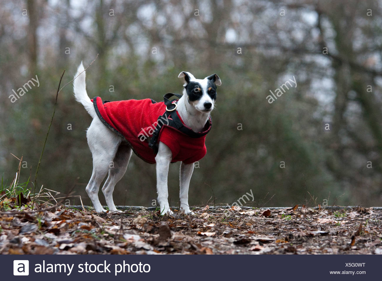 jack russell winter coats