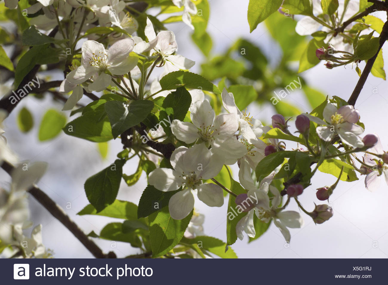 Apple Tree Detail Branch Blossoms Apple Plantation Rose Plant Rose Plants Malus Spec Tree Fruit Tree Apple Blossoms Apple Blossom Fruit Tree Blossom Period Bloom Spring Apple Sort Delicious Cultivation Biologically Ecologically Apple Tree Detail Branch Blossoms Apple Plantation Rose Plant Rose Plants Malus Spec Tree Fruit Tree Apple Blossoms Apple Blossom Fruit Tree Blossom Period Bloom Spring Apple Sort Delicious Cultivation Biologically Ecologically