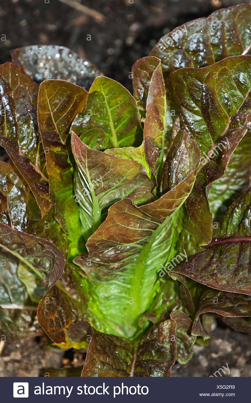 Butterhead Leaf High Resolution Stock Photography and Images Alamy