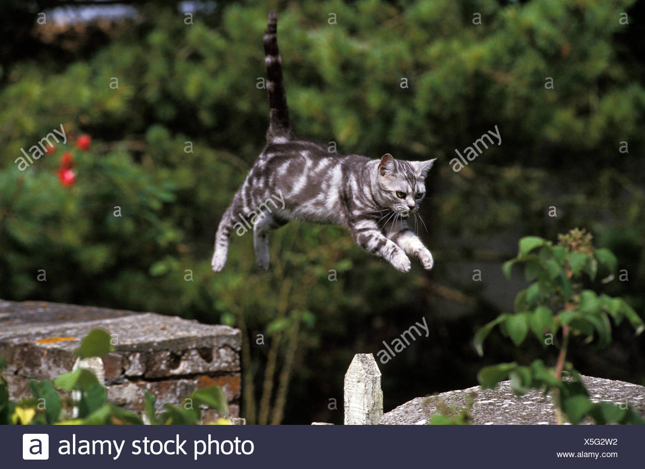 American Shorthair Domestic Cat Adult Leaping From Wall Stock