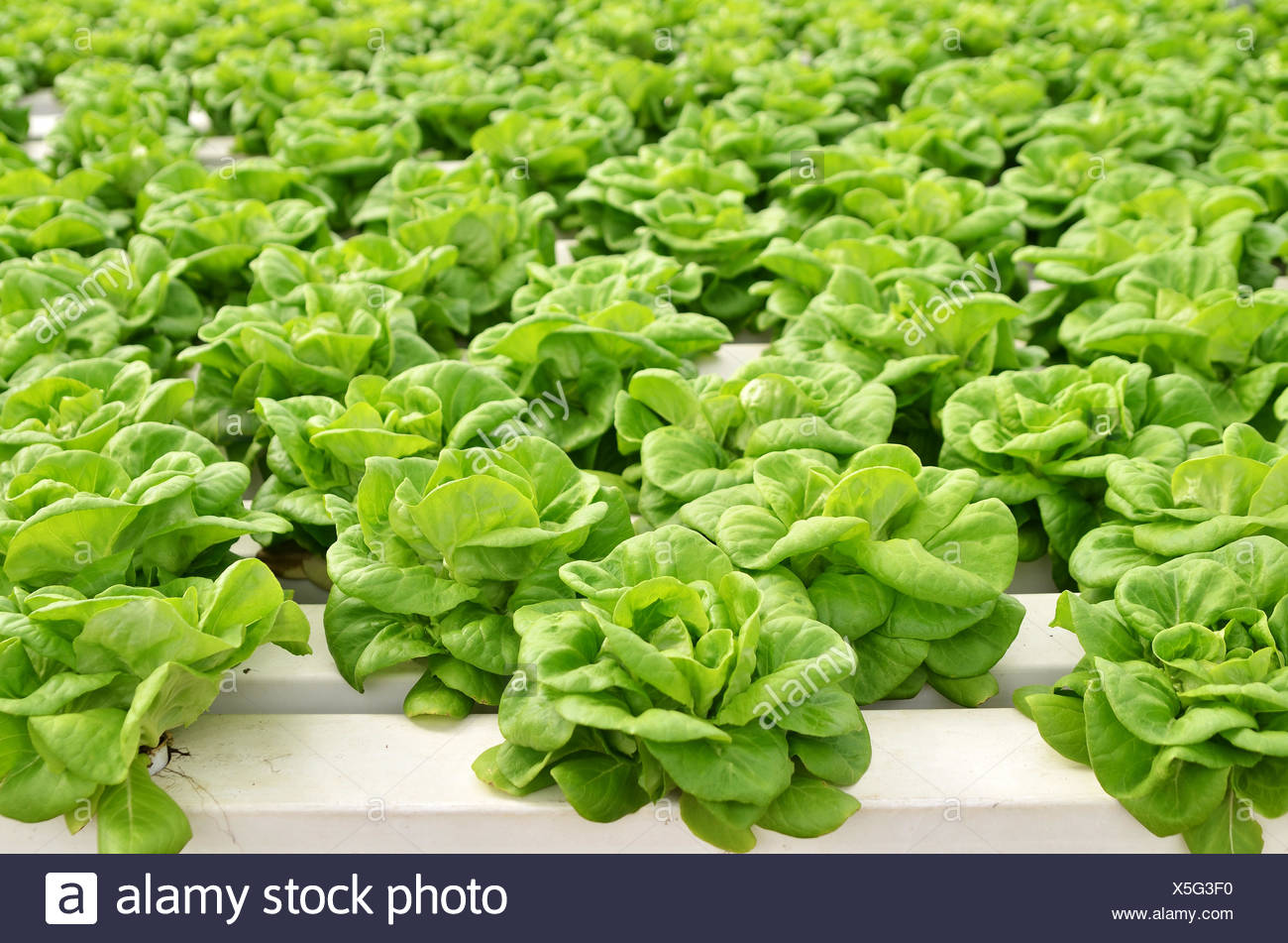 Commercial greenhouse soilless cultivation of vegetables Stock Photo