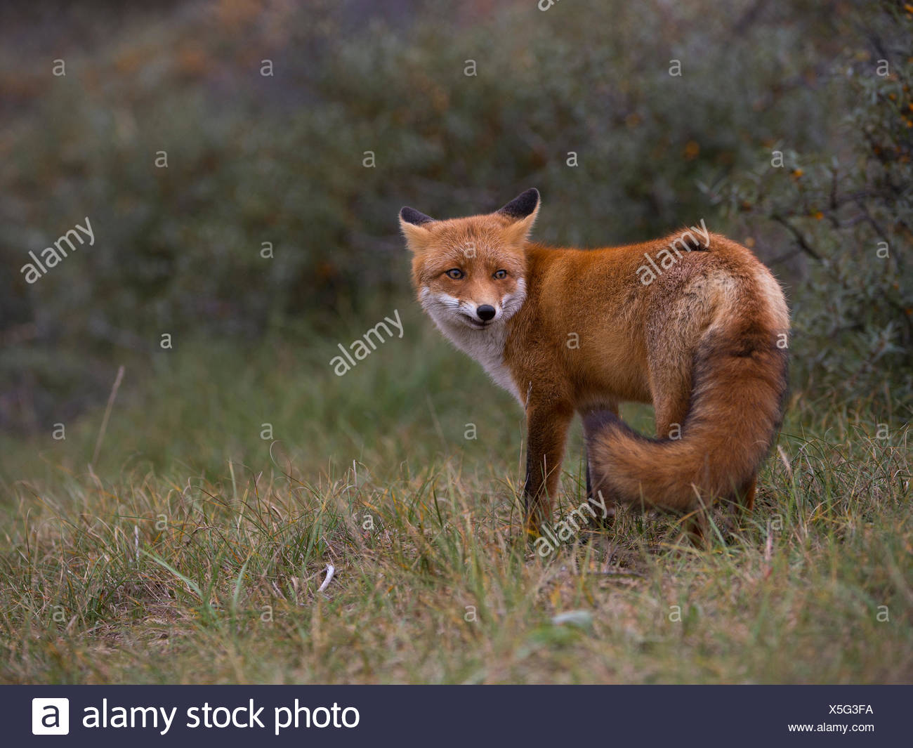 Red Fox Vulpes Vulpes Adult Turning Around Stock Photo