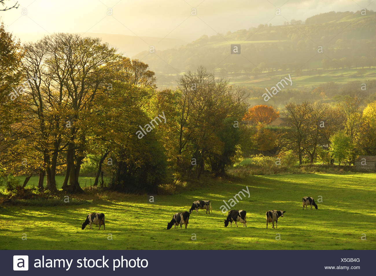 mature trees yorkshire Japanese porn index