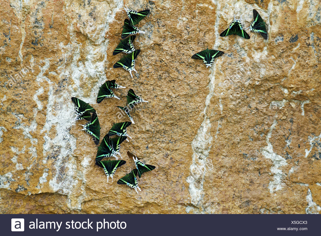 Close Up Photos Of Insects High Resolution Stock Photography and Images ...
