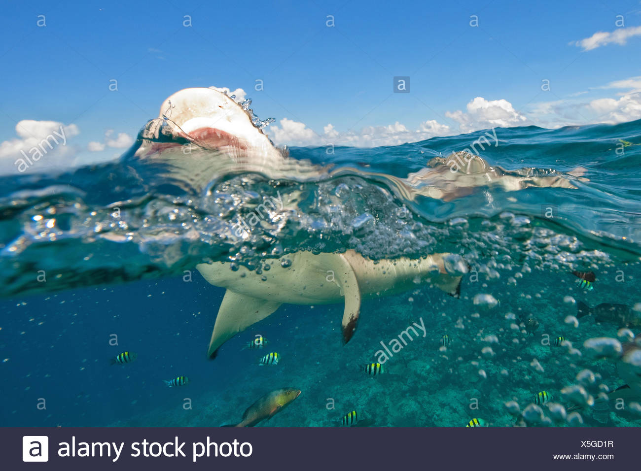 Indian Attack Stock Photos & Indian Attack Stock Images - Alamy