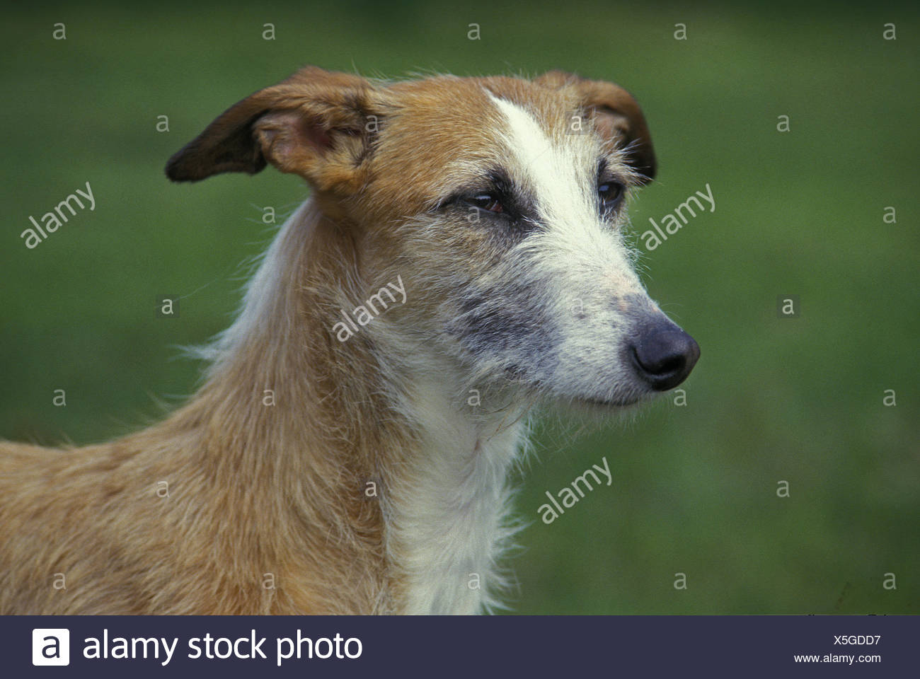 wire haired greyhound