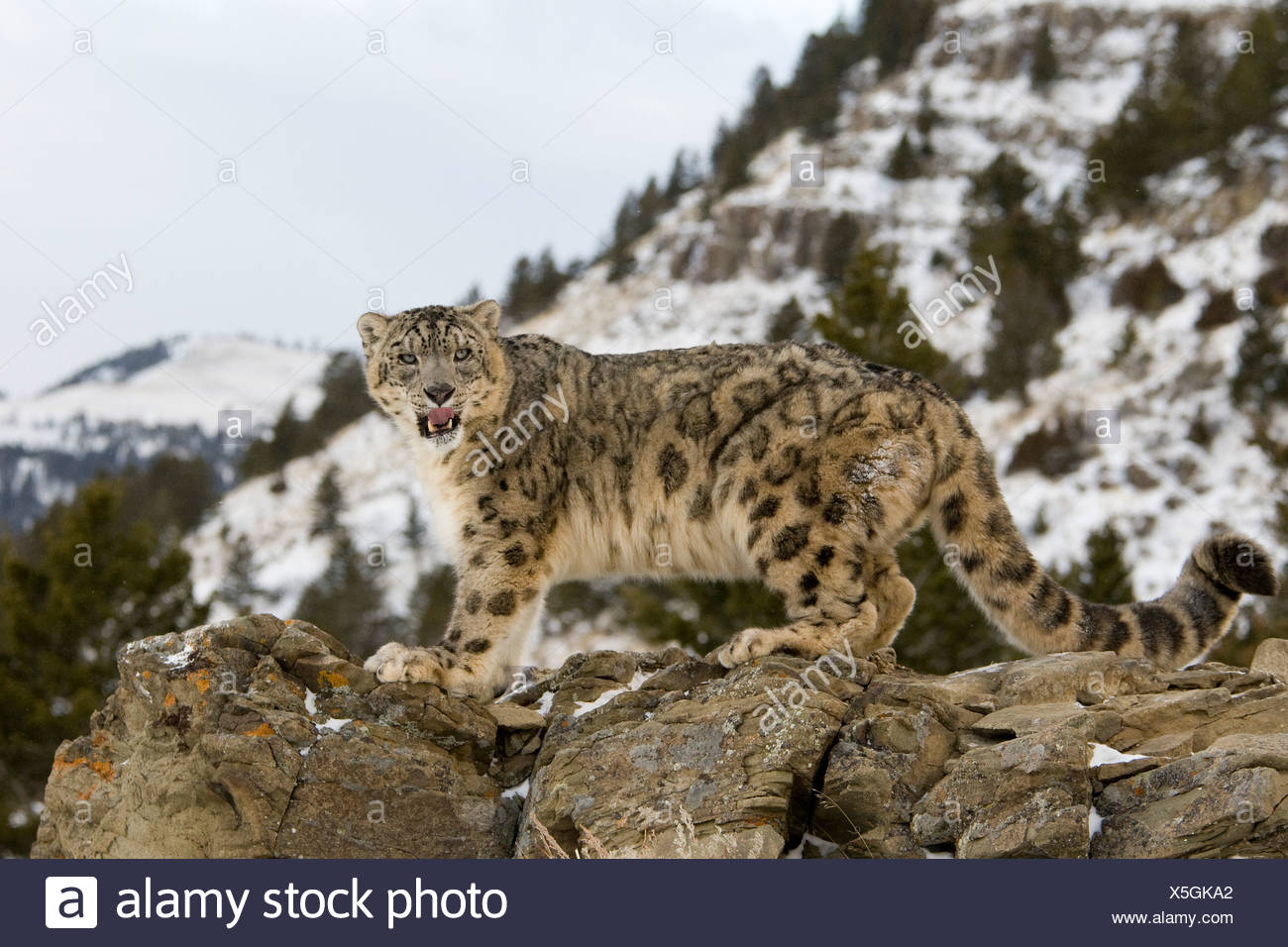Low Angle View Of A Snow Leopard Panthera Uncia Standing On A Rock Stock Photo Alamy Low Angle View Of A Snow Leopard Panthera Uncia Standing On A Rock Stock Photo Alamy