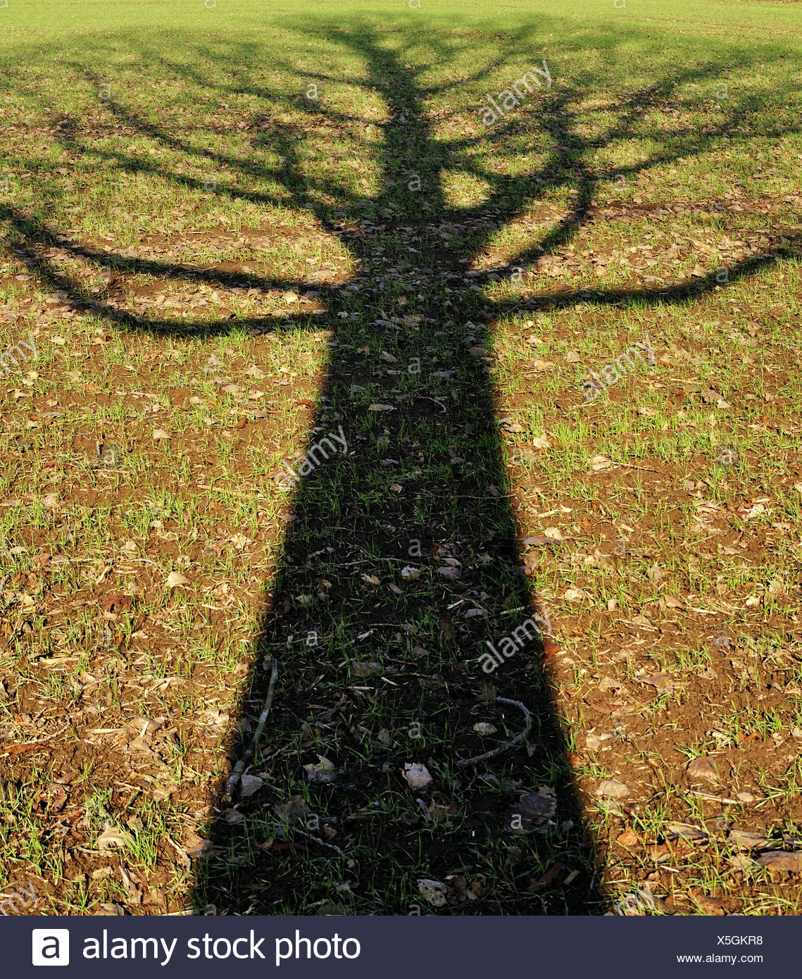 Tree Shadow High Resolution Stock Photography and Images Alamy