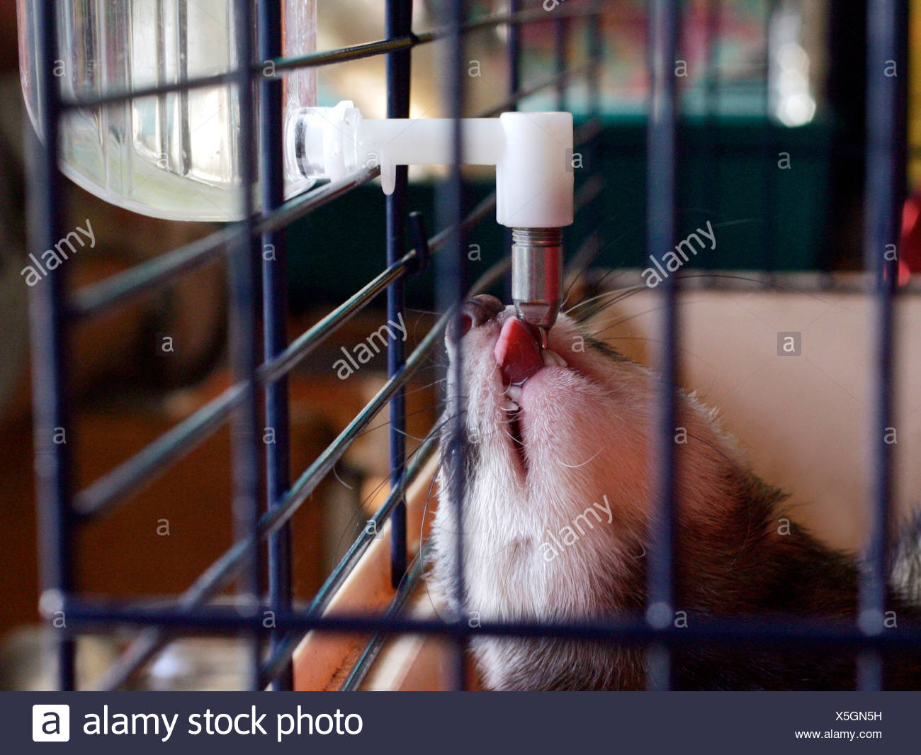 ferret water bottle