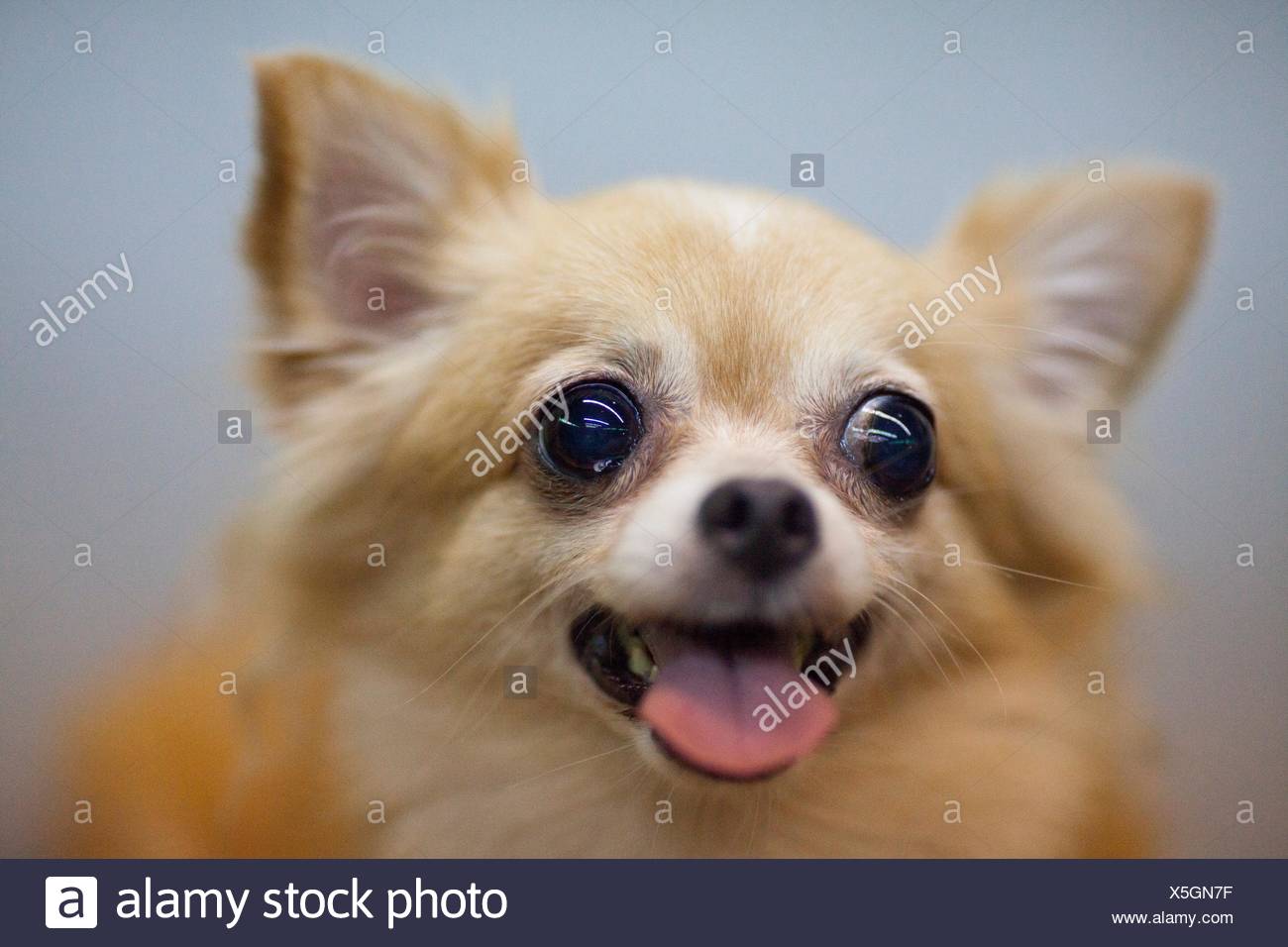 Chiwawa Stock Photo Alamy