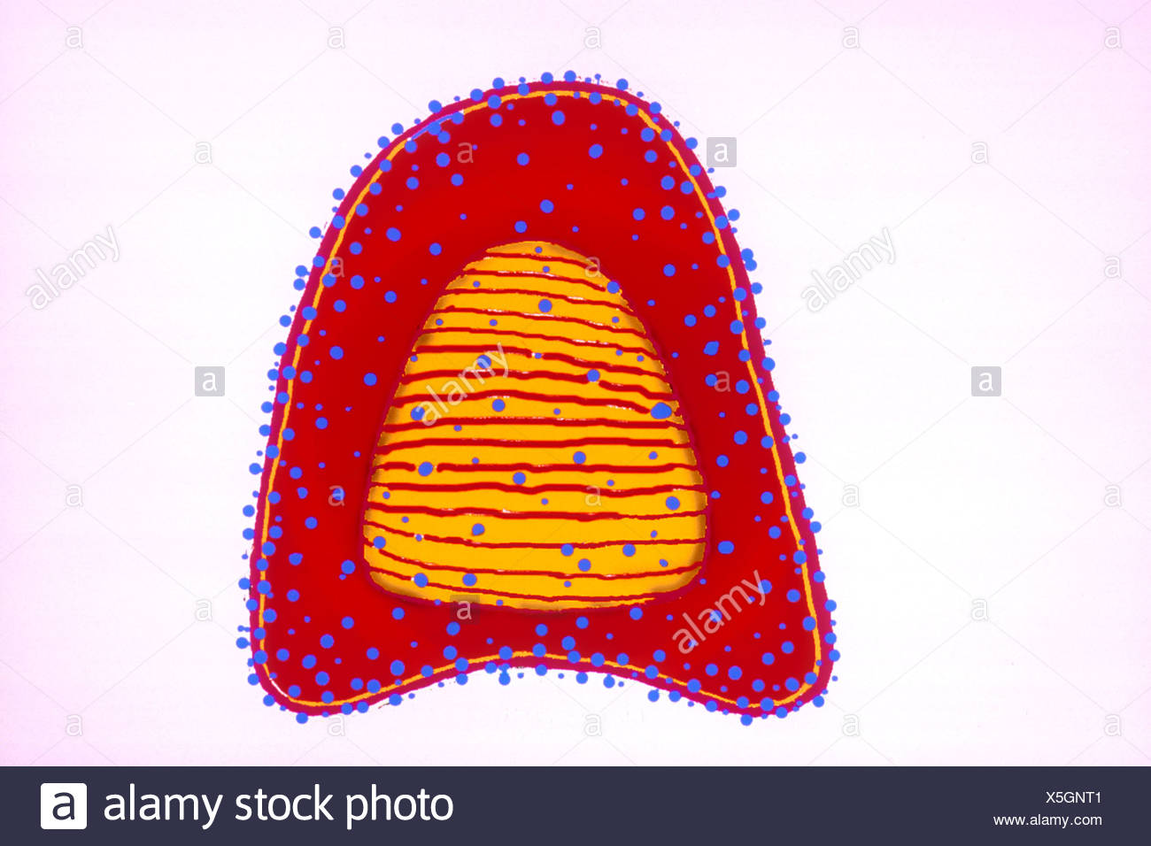 Rabies Virus Stock Photo Alamy