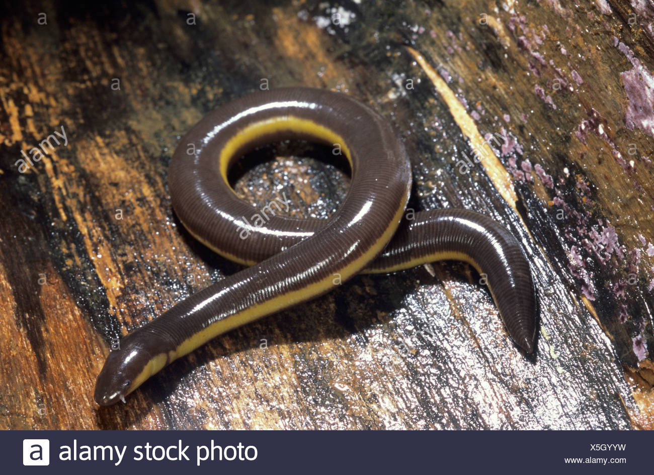 Ichthyophis Sp High Resolution Stock Photography and Images Alamy