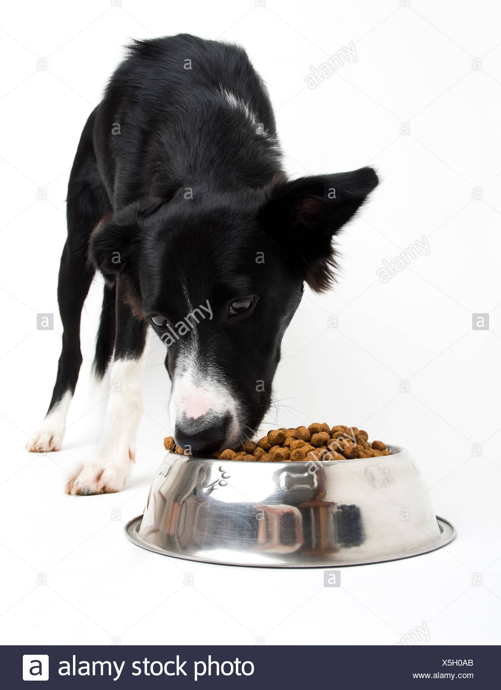 advance dog food petstock