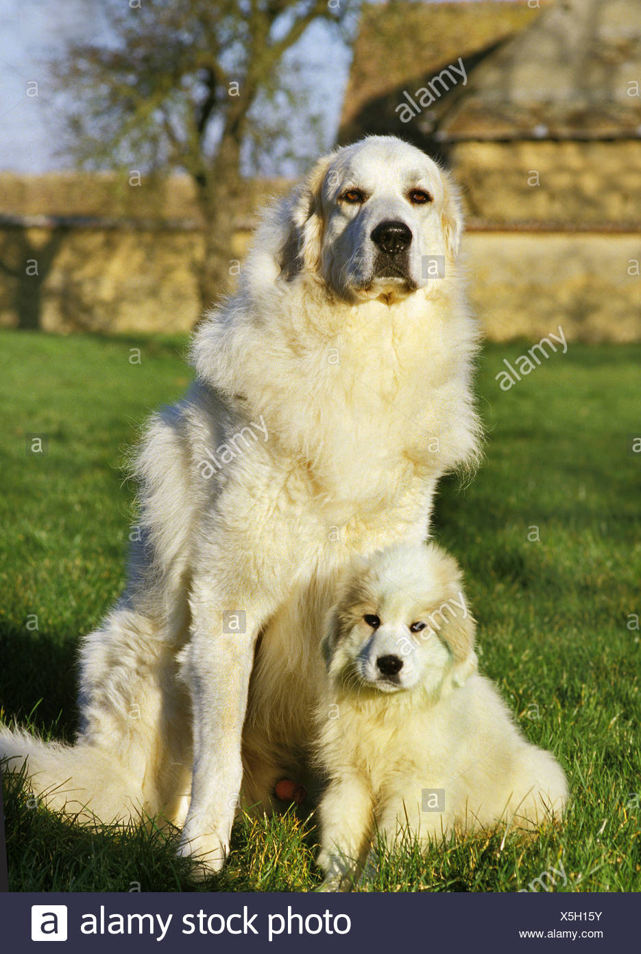 male great pyrenees