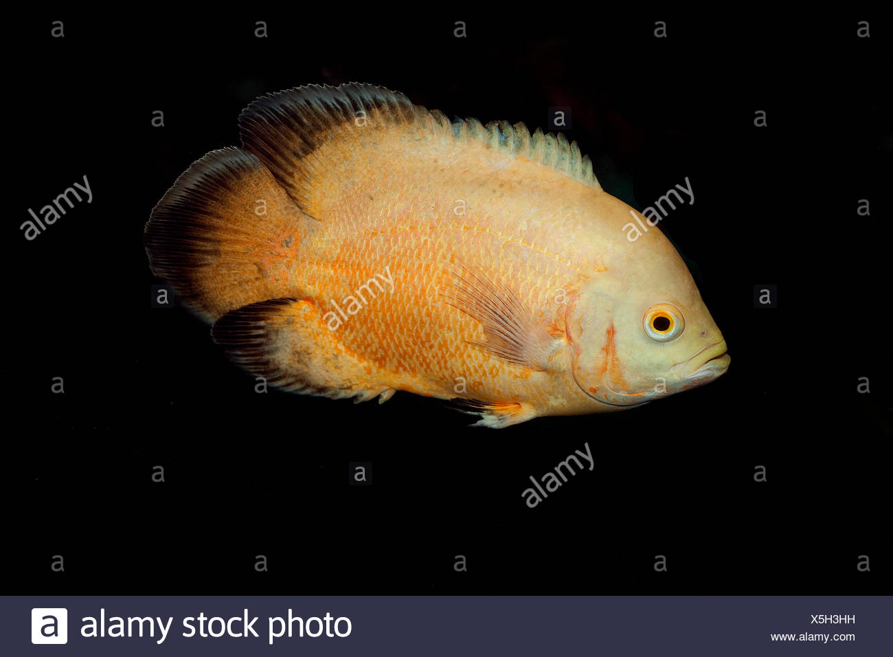 tiger oscar fish astronotus