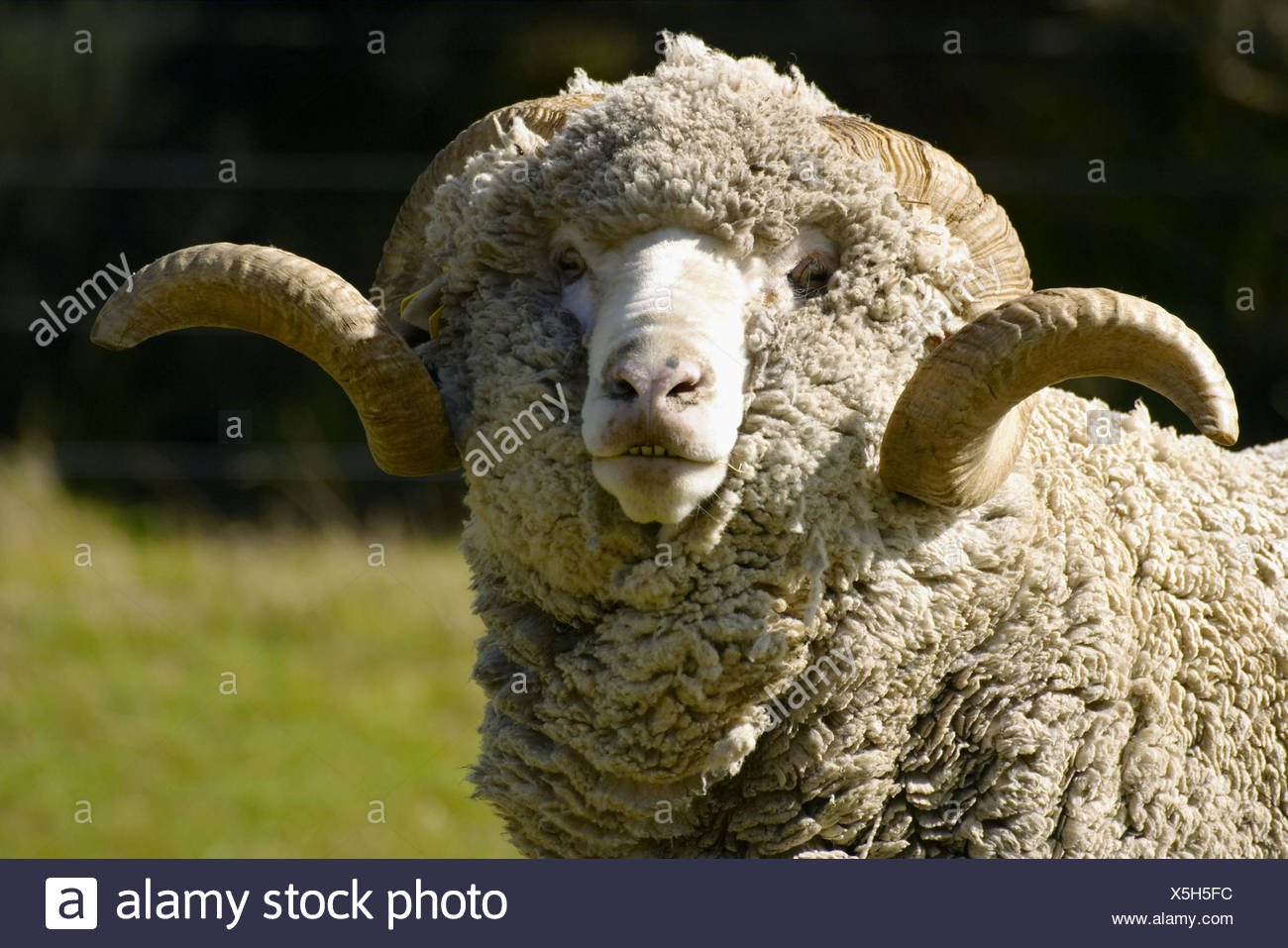 Merino Sheep With Horns High Resolution Stock Photography and Images