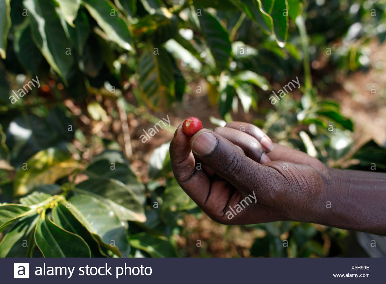 Kenya Coffee Plantation High Resolution Stock Photography and Images