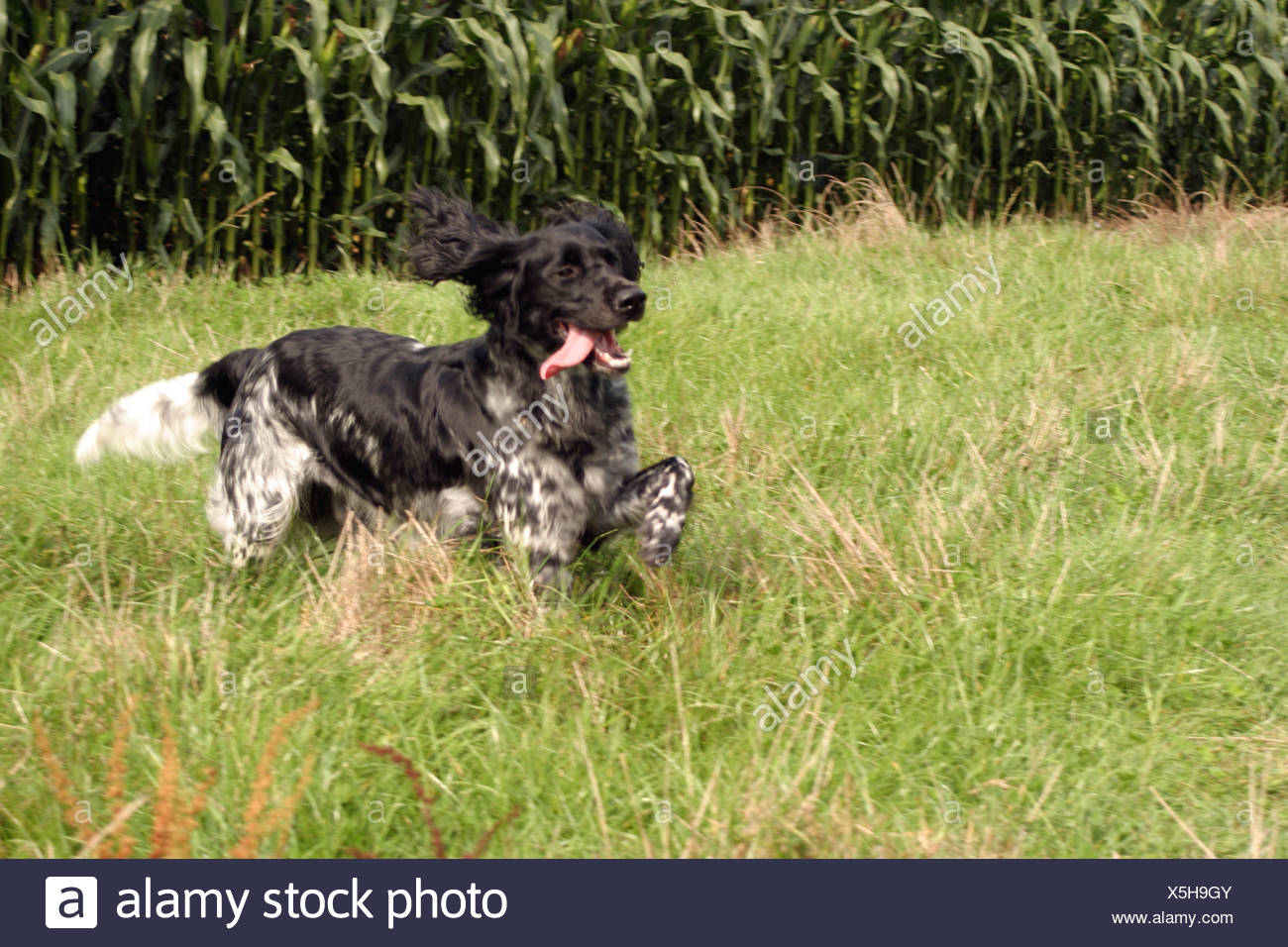 Black And White Spaniel High Resolution Stock Photography And Images Alamy