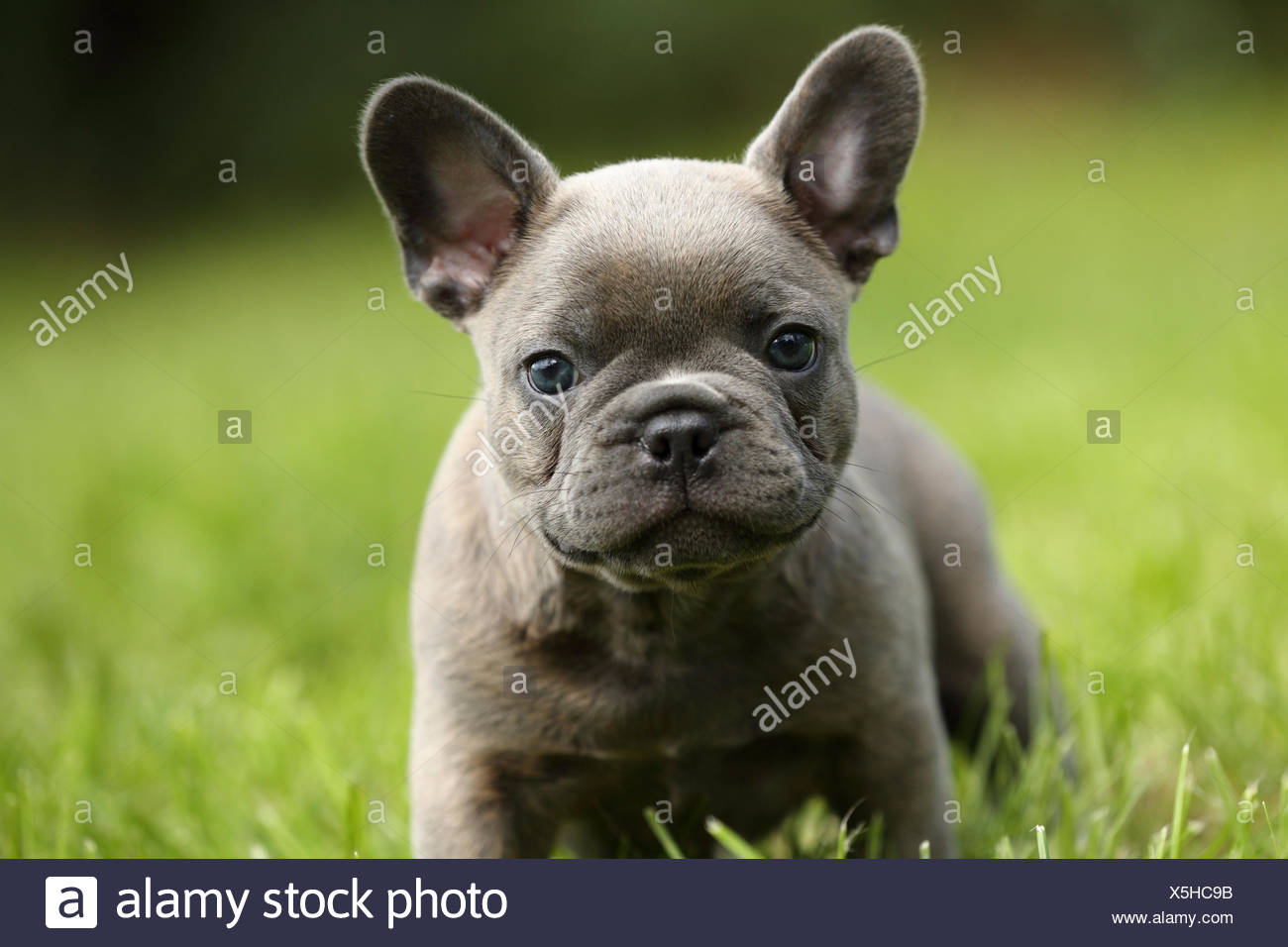 french bulldog 7 weeks