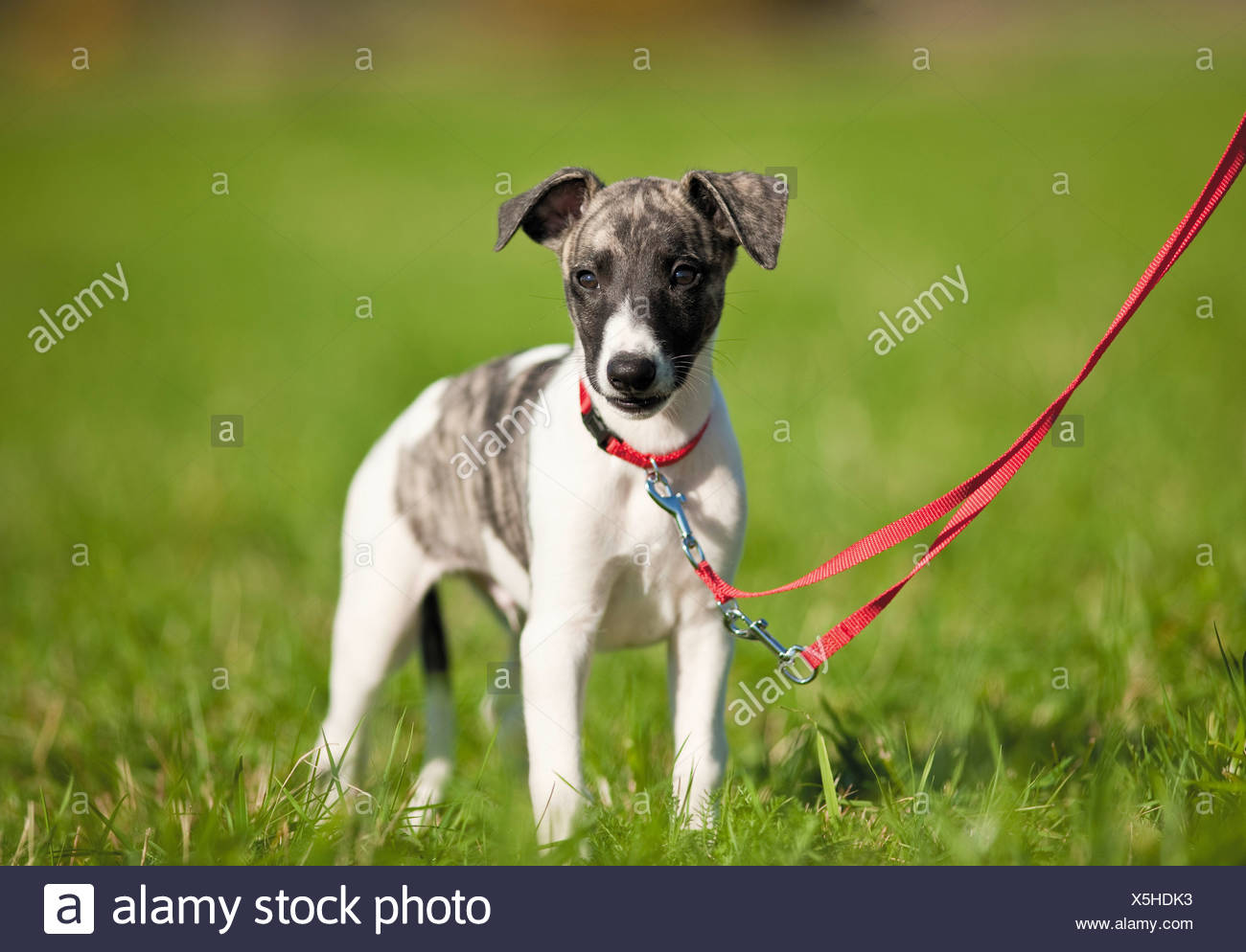 whippet lead